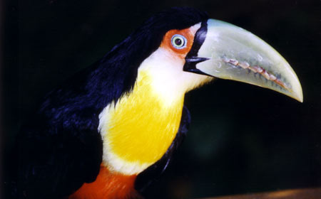 Toucan
